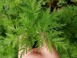 Image result for Artemisia annua
