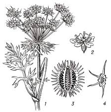 Attēlu rezultāti vaicājumam “Laserpitium pruthenicum”