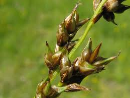 Attēlu rezultāti vaicājumam “Carex appropinquata”