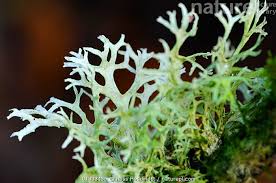 Attēlu rezultāti vaicājumam “Evernia prunastri”