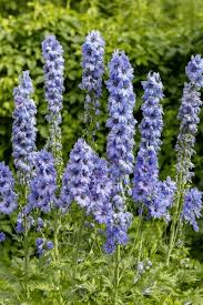 Image result for Rittersporn