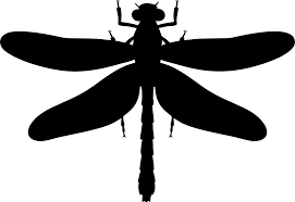 Attēlu rezultāti vaicājumam “Gomphus vulgatissimus”