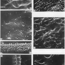 Attēlu rezultāti vaicājumam “Heterotrichia ferruginea (syn. Arcyria ferruginea) stalked”