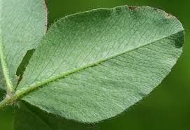 Attēlu rezultāti vaicājumam “Trifolium pratense leaf”