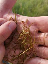 Attēlu rezultāti vaicājumam “Potamogeton compressus”