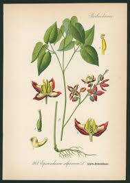 Attēlu rezultāti vaicājumam “Epimedium alpinum  flower”