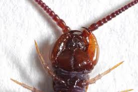 Attēlu rezultāti vaicājumam “Lithobius forficatus”