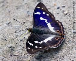 Attēlu rezultāti vaicājumam “Apatura iris male”