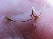 Attēlu rezultāti vaicājumam “Androsace septentrionalis fruit”