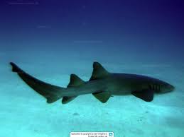 Image result for Ginglymostoma cirratum