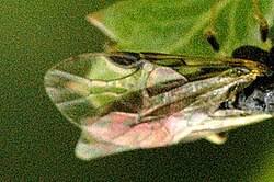 Attēlu rezultāti vaicājumam “Pristiphora maesta”