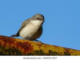 Attēlu rezultāti vaicājumam “Sylvia curruca adult”