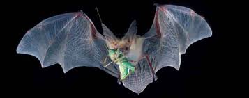 Attēlu rezultāti vaicājumam “Chiroptera”