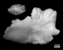 Image result for Petrus rupestris