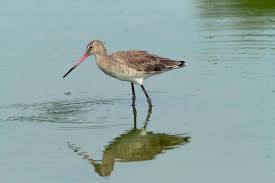 Attēlu rezultāti vaicājumam “Limosa lapponica”