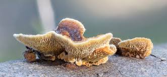 Attēlu rezultāti vaicājumam “Gloeophyllum abietinum”