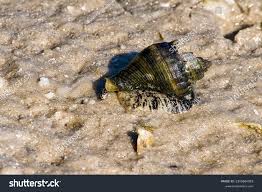 Image result for Melongena corona