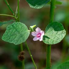 Attēlu rezultāti vaicājumam “Reticularia lobata young”