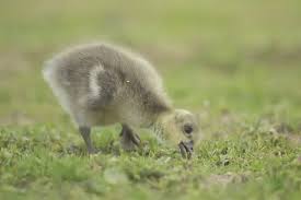 Attēlu rezultāti vaicājumam “Anser anser juvenile”