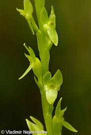 Attēlu rezultāti vaicājumam “Hammarbya paludosa”