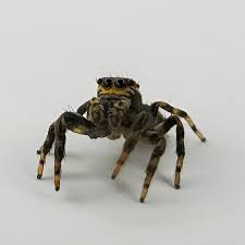 Attēlu rezultāti vaicājumam “Evarcha falcata male”