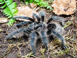 Znalezione obrazy dla zapytania Grammostola grossa