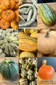 Image result for Kürbis