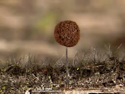 Attēlu rezultāti vaicājumam “Comatricha laxa”