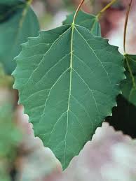 Attēlu rezultāti vaicājumam “Populus”