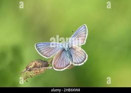 Attēlu rezultāti vaicājumam “Cyaniris semiargus male”