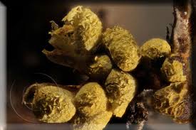 Attēlu rezultāti vaicājumam “Physarum conglomeratum”