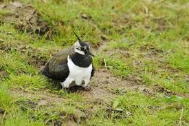 Attēlu rezultāti vaicājumam “Vanellus vanellus adult”