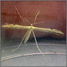 Attēlu rezultāti vaicājumam “Adaina microdactyla”