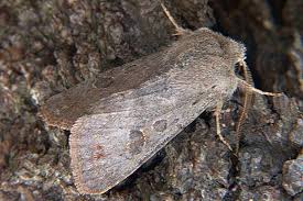 Attēlu rezultāti vaicājumam “Orthosia populeti”