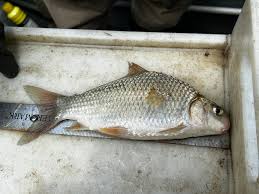 Image result for Carpiodes velifer