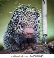 Attēlu rezultāti vaicājumam “Perichaena depressa sessile”