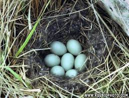 Attēlu rezultāti vaicājumam “Anas platyrhynchos eggs”