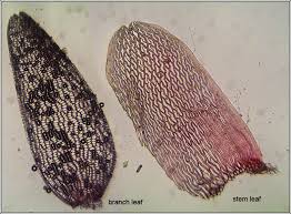 Attēlu rezultāti vaicājumam “Sphagnum rubellum”
