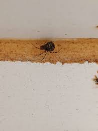 Attēlu rezultāti vaicājumam “Phylloneta cocoon”