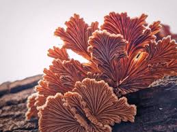 Attēlu rezultāti vaicājumam “Schizophyllum commune”
