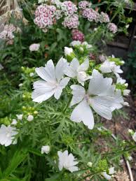 Image result for Malva moschata alba