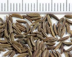 Attēlu rezultāti vaicājumam “Carum carvi”