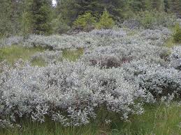 Attēlu rezultāti vaicājumam “Salix lapponum leaf”
