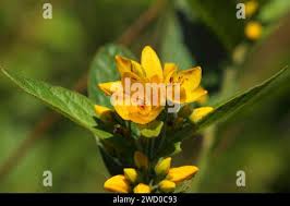 Attēlu rezultāti vaicājumam “Lysimachia thyrsiflora bud”