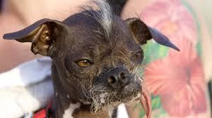 Image result for ugliest dog