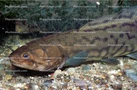 Image result for Amia calva