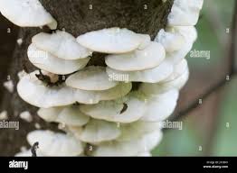 Attēlu rezultāti vaicājumam “Postia stiptica”