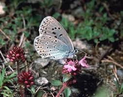 Attēlu rezultāti vaicājumam “Phengaris arion”