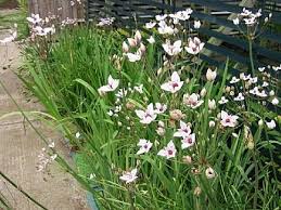 Attēlu rezultāti vaicājumam “Butomus umbellatus fruit”