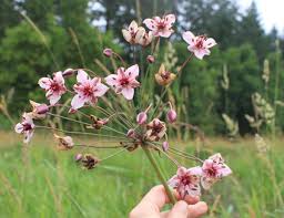 Attēlu rezultāti vaicājumam “Butomus umbellatus fruit”